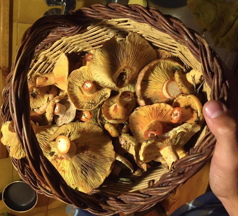 Casacampelles I - Vall De Nuria - Ripolles Dış mekan fotoğraf